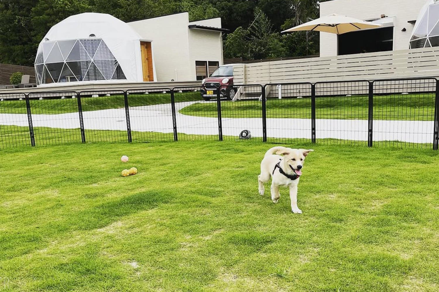 Exclusive Dog-Friendly Dome (One Group per Day)