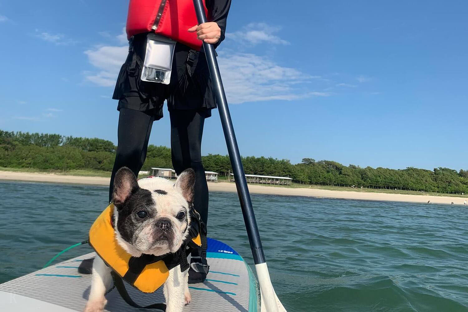 Create Memories with Dog SUP