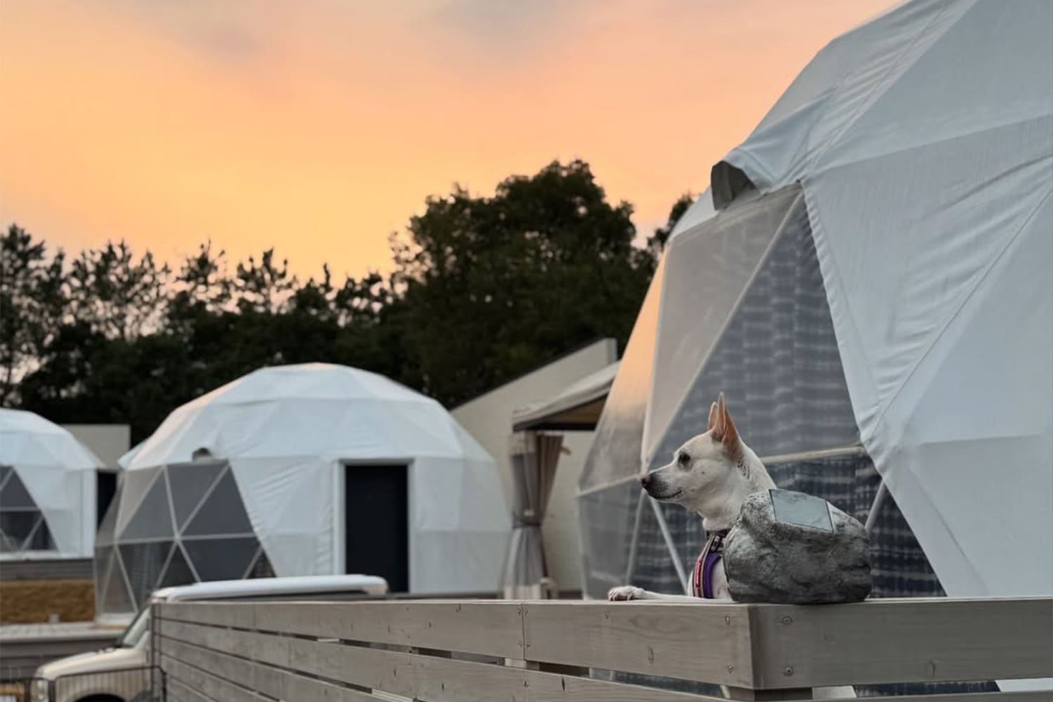 Spending Time with Your Dog