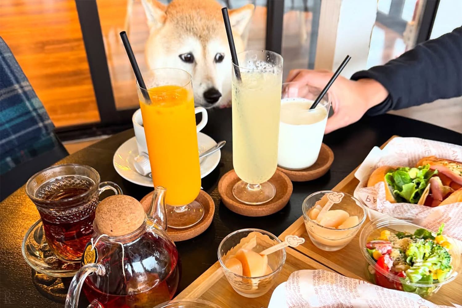 Dine Together with Your Dog