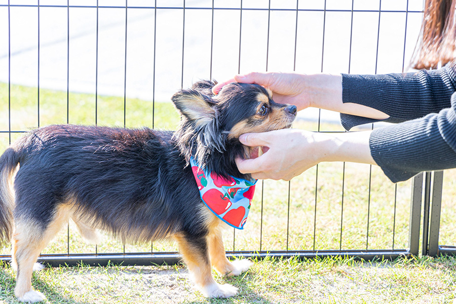 Dog-Friendly Dome Tent